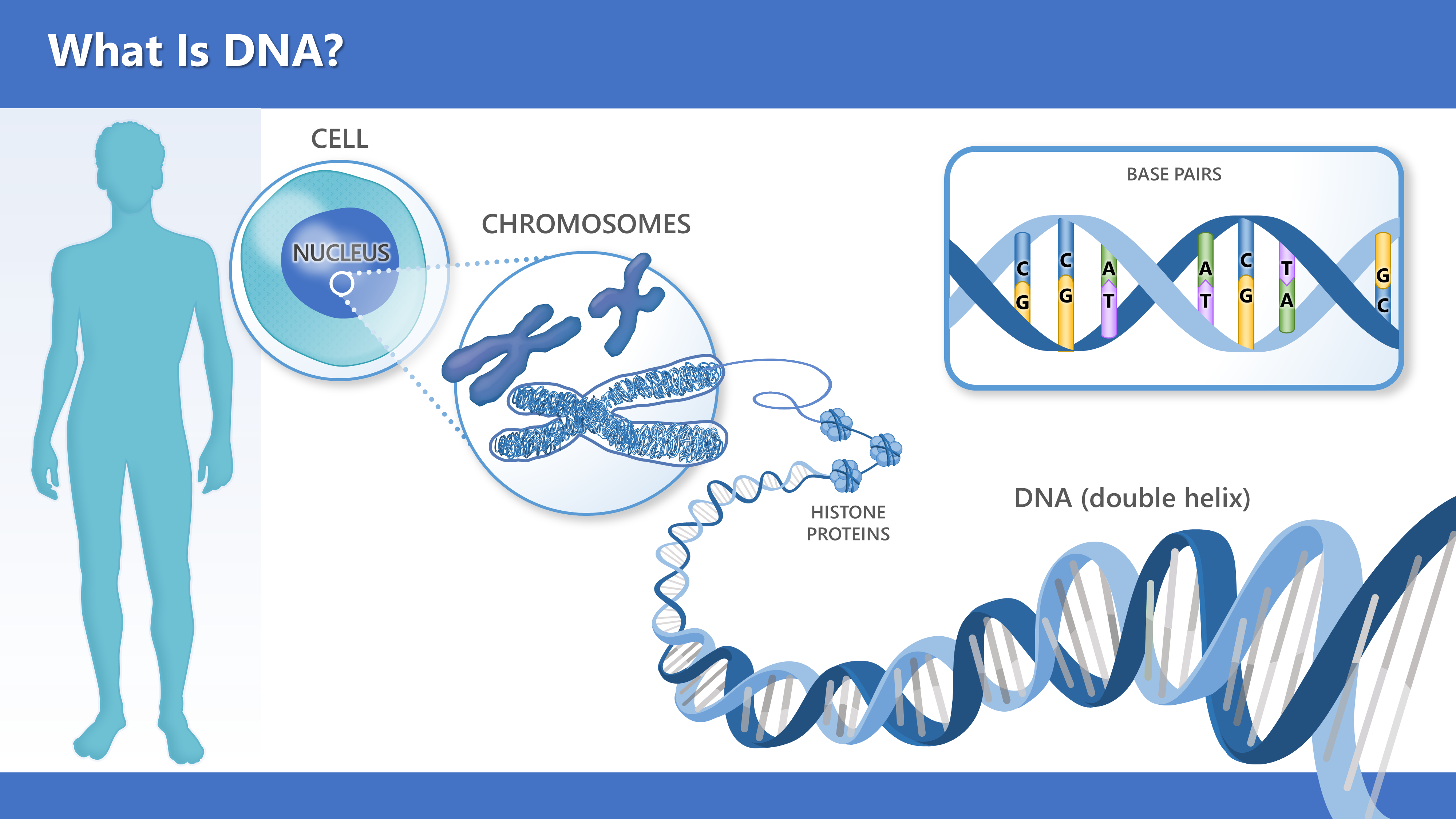 A body with a cell, nucleus, chromosome, and labeled DNA