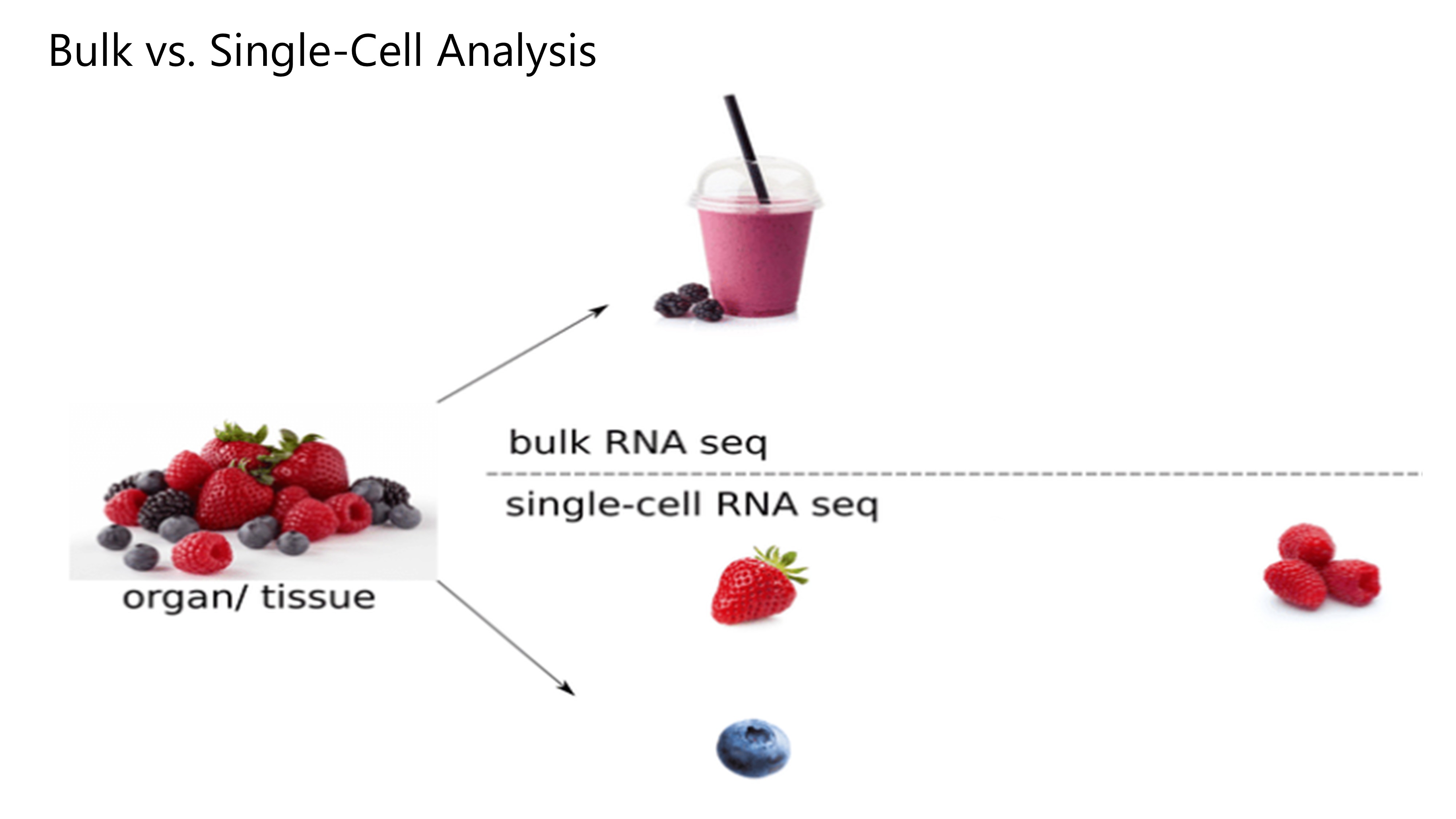Diagram comparing bulk versus single-cell RNA sequencing using mixed berries representing organ/tissue and individual berries representing single-cell RNA seq.